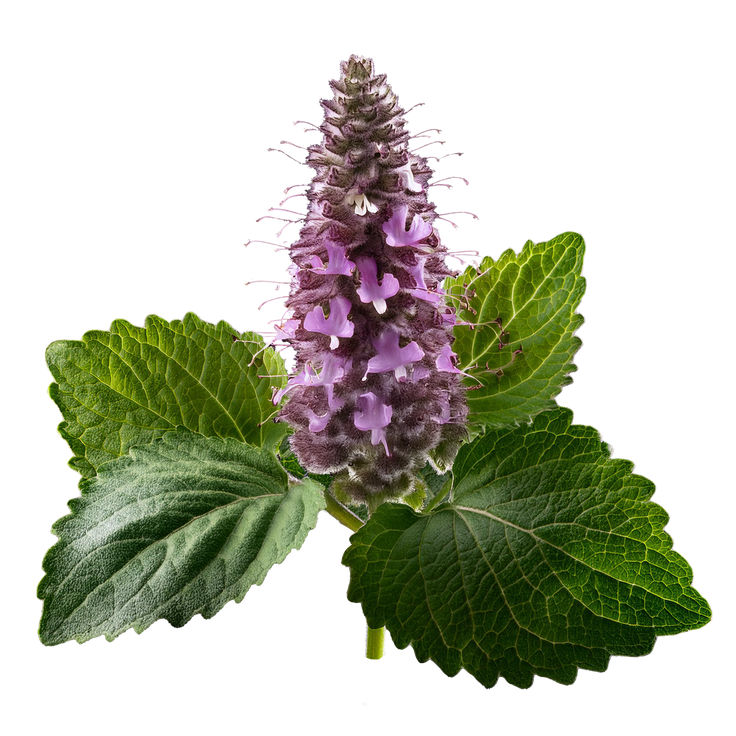 Patchouli