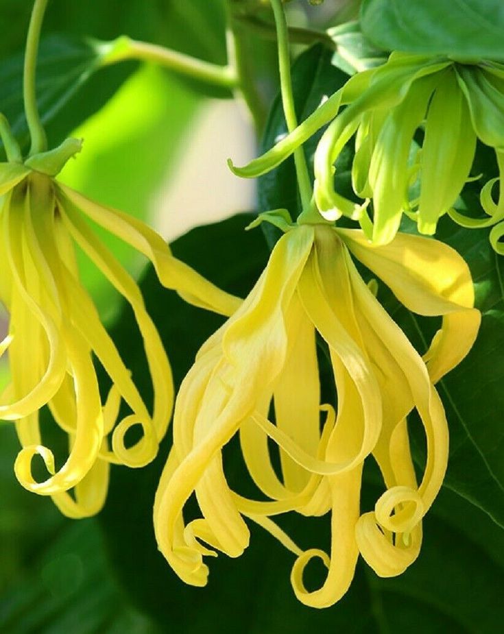 Ylang-ylang
