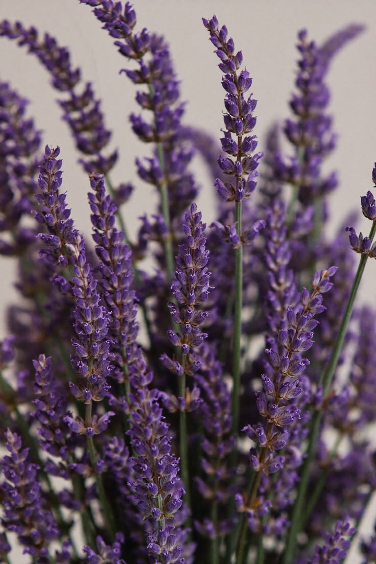 Lavanda